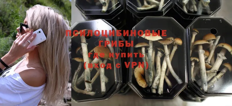 наркошоп  Поронайск  Галлюциногенные грибы Psilocybe 